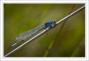IMG_3552-Edit-2_copy.jpg