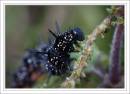 IMG_3587-Edit_copy.jpg
