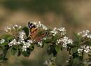 IMG_3823s.jpg