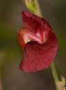 IMG_39751.jpg