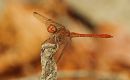 IMG_4091a_edited-1.jpg