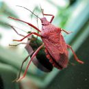 IMG_4465a.jpg