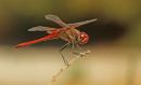 IMG_6093a_edited-1.jpg