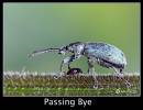 IMG_6493_the_Passing.jpg