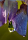 IMG_7419-1.jpg