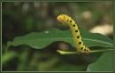 IMG_7985a.jpg