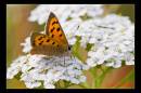 IMG_9781-Edit.jpg