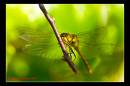 IMG_9861-Edit.jpg