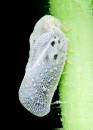 Insect-025_1600x1200_.jpg
