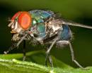 Insect-104.jpg