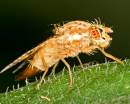 Insect-108.jpg