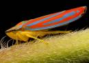 Insect_045_FL.jpg