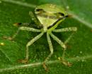 Insect_088.jpg