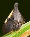 Insect_101.jpg