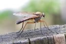 Insect_scaled.jpg