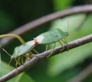 Insects_in_garden_029_edited-copy.jpg