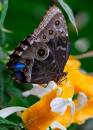 JRD6991adjcrpclweb750sr.jpg