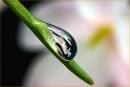 Jasmine_refracted_in_a_dewdrop1.jpg