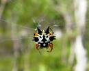 Jewelled_Spider_Gasteracxantha_minax.jpg