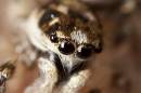 Jumping_Spider_100_800px.jpg
