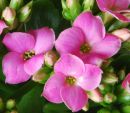 Kalanchoe.jpg