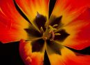 LR_Tulip_2_E1s.jpg