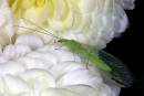 LaceWing_Macro.jpg