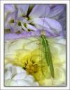 Lace_Wing11.jpg