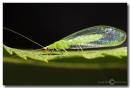 Lacewing1.jpg