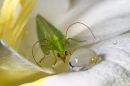Lacewing_on_a_Freesia2.jpg