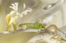 Lacewing_on_a_Freesia3.jpg