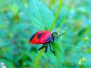 LadyBeetle.jpg