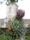 Ladybird1.jpg