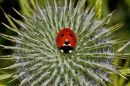 Ladybird2.jpg