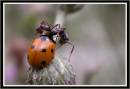 Ladybird_August_2006.jpg