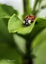 Ladybug_ND_600_Sig_105_2_8_macro_ff_dif_04_19_2020_DSC_6755.jpg