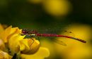 Large_Red_Damsel-1.JPG
