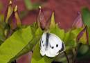 Large_White_On_Bindweed.jpg