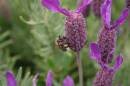 Lavender_Bee_4.JPG