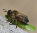 Leaf-Cutter_Bee_s_020_edited-copy.jpg
