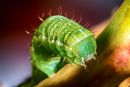 Leaf_Muncher1.jpg