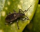 Leafweevil230508003.jpg