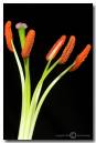 Lilly-Stamens.jpg