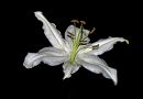 Lilly6.jpg