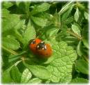 Love_is_in_the_air_7-Spot_Ladybird_Coccinella_7-punctata_.JPG