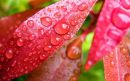 MacroPics_Persian-Star_org_02.jpg