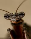 Mantis_10_06_0862.jpg