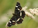 MapBfly-11.jpg