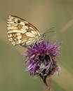 Marbled_White.jpg