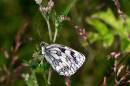 Marbled_White1.jpg
